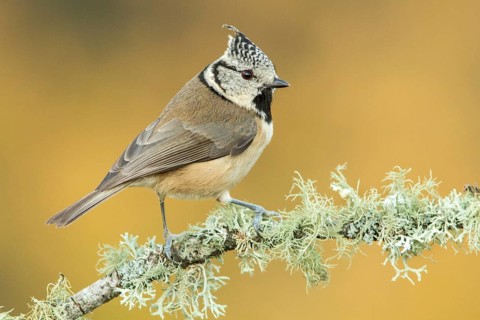 European Crested Tit (Lophophanes cristatus), perched on a branch, Galicia, Spain