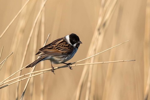 Common Reed Bunting (Emberiza schoeniclus) male, Netherlands