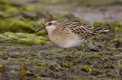 Sharp-tailed Sandpiper (Calidris acuminata), British Columbia, Canada