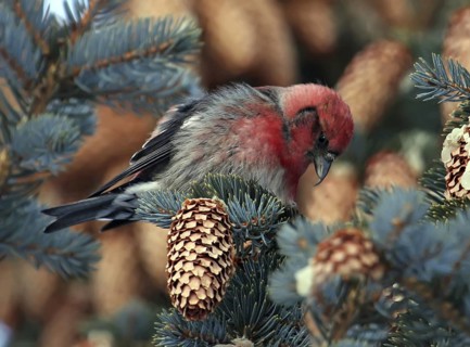 Two-barred Crossbill (Loxia leucoptera) male, Saskatchewan, Canada