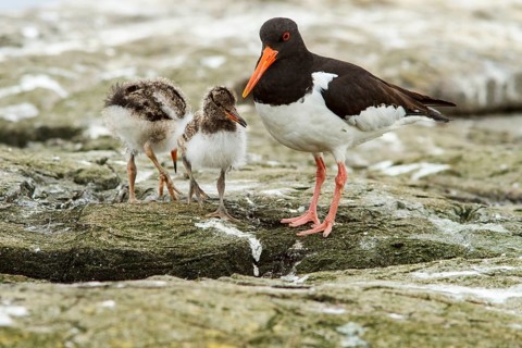 Eurasian Oystercatcher (Haematopus ostralegus) adult and chick, Farne Islands, United Kingdom