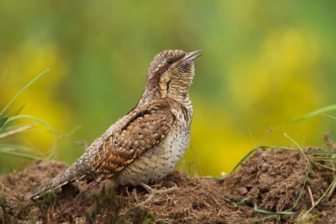 Eurasian Wryneck (Jynx torquilla), Saxony, Germany