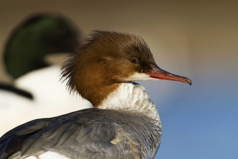 Common Merganser (Mergus merganser) female, Bavaria, Germany