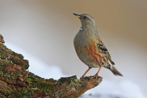 Alpine Accentor (Prunella collaris), Carinthia, Austria