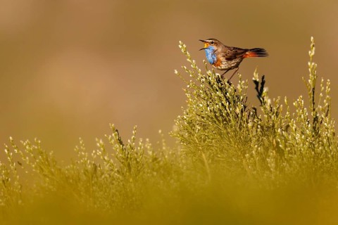 Bluethroat (Luscinia svecica cyanecula) male singing, Castile, Spain