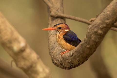 African Pygmy Kingfisher (Ispidina picta), Gambia