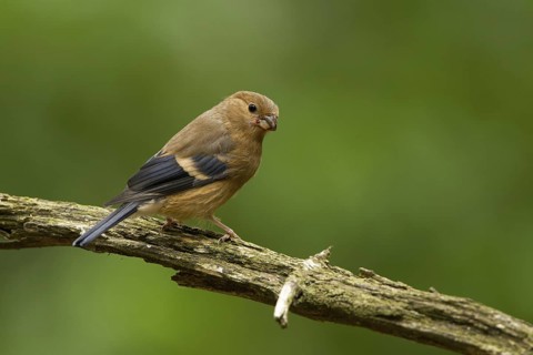 Eurasian Bullfinch (Pyrrhula pyrrhula) juvenile, Utrecht, Netherlands