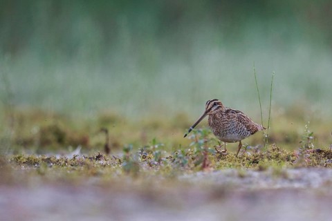 Common Snipe (Gallinago gallinago) foraging, North Rhine-Westphalia, Germany