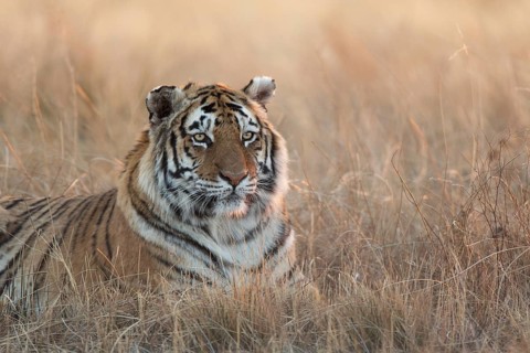 Bengal Tiger (Panthera tigris) adult portrait in morning light, captive, Philippolis, South Africa