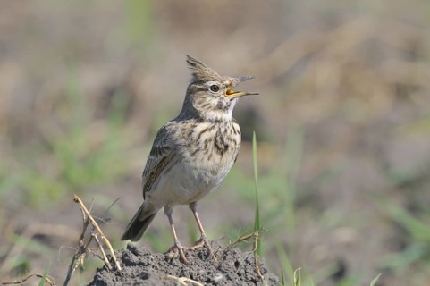 Haubenlerche (Galerida cristata) Crested Lark