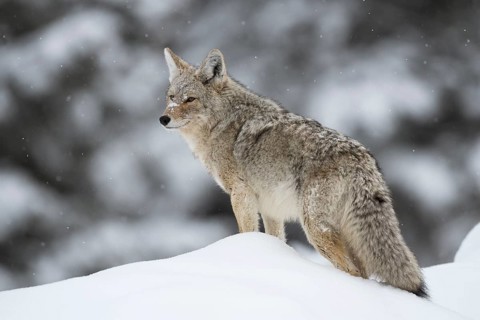 Coyote (Canis latrans) adult in snowy countryside, Yellowstone National Park, Wyoming, USA