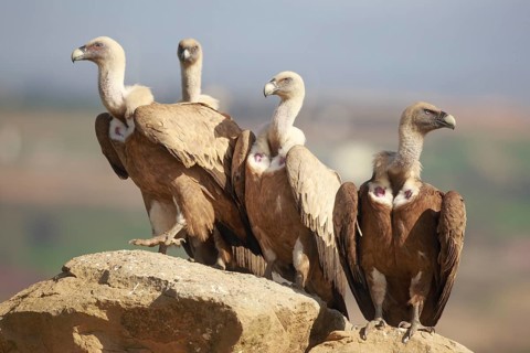 Griffon Vulture (Gyps fulvus) group perched on a rock, Spain