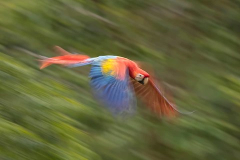 Scarlet Macaw (Ara Macao), Costa Rica4
