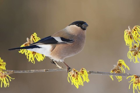 Eurasian Bullfinch (Pyrrhula pyrrhula) female, Carinthia, Austria