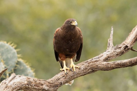 Harris's Hawk (Parabuteo unicinctus), Texas, USA