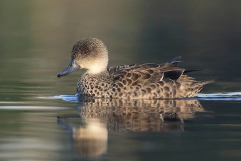 Grey Teal (Anas gracilis), Victoria, Australia