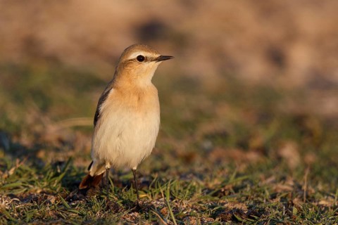 Isabelline Wheatear (Oenanthe isabellina), Greece