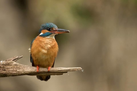 Ijsvogel vrouw met vangst voor jongen, Kingfisher female with food for juvenile