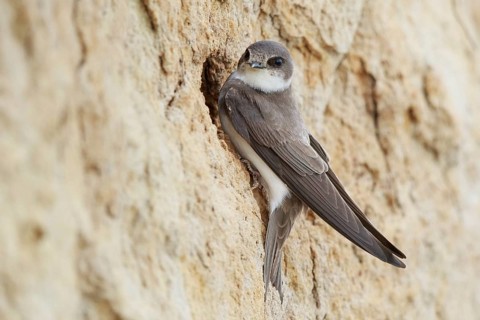 Sand Martin (Riparia riparia), North Rhine-Westphalia, Germany