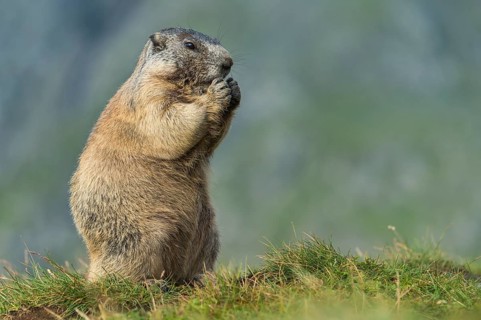 Alpine Marmot (Marmota marmota) adult foraging, High Tauern National Park, Carinthia, Austria