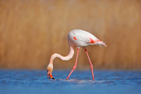 Greater Flamingo, Phoenicopterus ruber, beautiful pink big bird in dark blue water, with evening