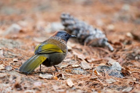 Chestnut-crowned Laughingthrush (Trochalopteron erythrocephalum nigrimentum) perched on the ground,