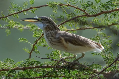 Squacco Heron (Ardeola ralloides) eating fish, Thies, Senegal