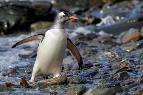 Gentoo Penguin (Pygoscelis papua) perched on a rocky beach on South Georgia Island