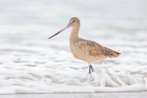 Marbled Godwit (Limosa fedoa) foraging at shoreline, California, USA
