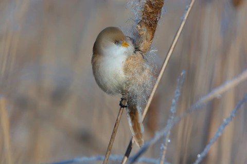 Bearded Reedling (Panurus biarmicus) female feeding on cattail seed, Thuringia, Germany