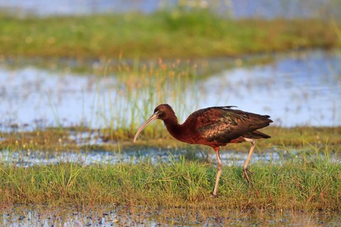 Glossy Ibis (Plegadis falcinellus) foraging, Greece