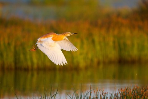 Squacco Heron (Ardeola ralloides) flying, Greece