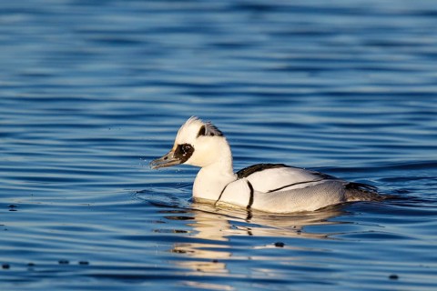 Smew (Mergellus albellus) male, Netherlands