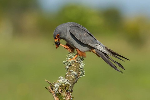 Red-Footed Falcon (Falco vespertinus), adult male eating a cricket, Galicia, Spain