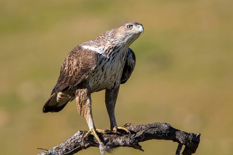 Bonelli's Eagle (Aquila fasciata) male, Andalusia, Spain