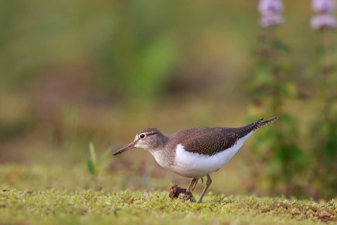 Common Sandpiper (Actitis hypoleucos) foraging, North Rhine-Westphalia, Germany