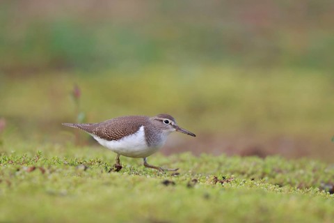 Common Sandpiper (Actitis hypoleucos) foraging, North Rhine-Westphalia, Germany