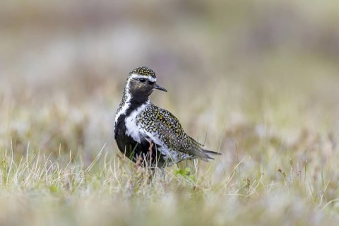 European golden plover, Eurasian golden plover (Pluvialis apricaria) male in breeding plumage on
