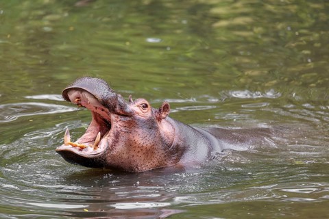 An adult male hippopotamus (Hippopotamus amphibius) shows aggression and defends its territory