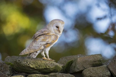 Western Barn Owl (Tyto alba), Lower Saxony, Germany