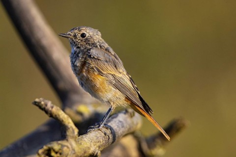 Redstart (Phoenicurus phoenicurus) Germany