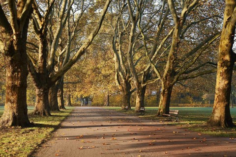 Path and common plane tree or Platanus × acerifolia (Platanus x hispanica, Platanus × acerifolia,