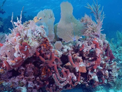 Brown tube sponge (Agelas conifera), diverse corals and plants form an underwater habitat. Dive