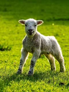 Sheep and farm in Lake District National Park, Coniston Water, Cumbria, England, United Kingdom