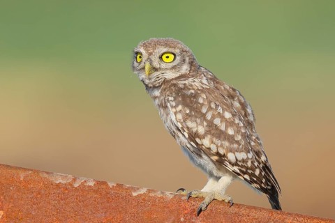 Little owl (Athene noctua) young bird sitting on an iron girder, endangered bird species in Central