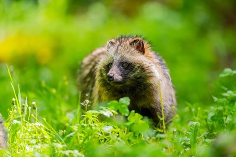 Common raccoon dog (Nyctereutes procyonoides) standing in the grass, Bavaria, Germany