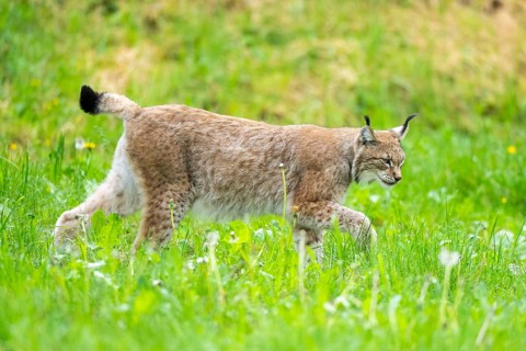 Eurasian lynx (Lynx lynx) walking in the grass, Bavaria, Germany