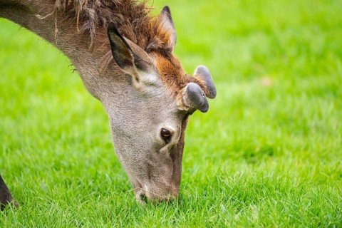 Red deer (Cervus elaphus) stag, portrait, Bavaria, Germany