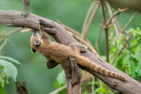 South American coati (Nasua nasua) youngster klimbing a little tree, captive, Zoo Augsburg