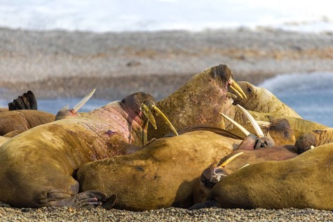 Group of walruses (Rosmarus arcticus) on the beach, Mammals (Mammalia), Eolusneset, Spitsbergen,